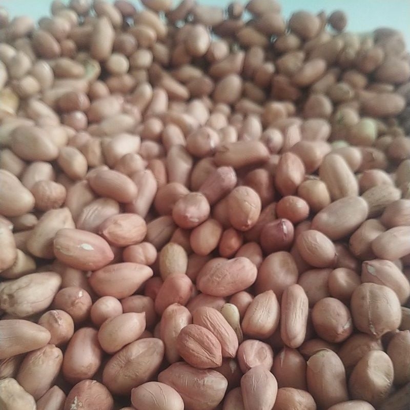 

KACANG TANAH