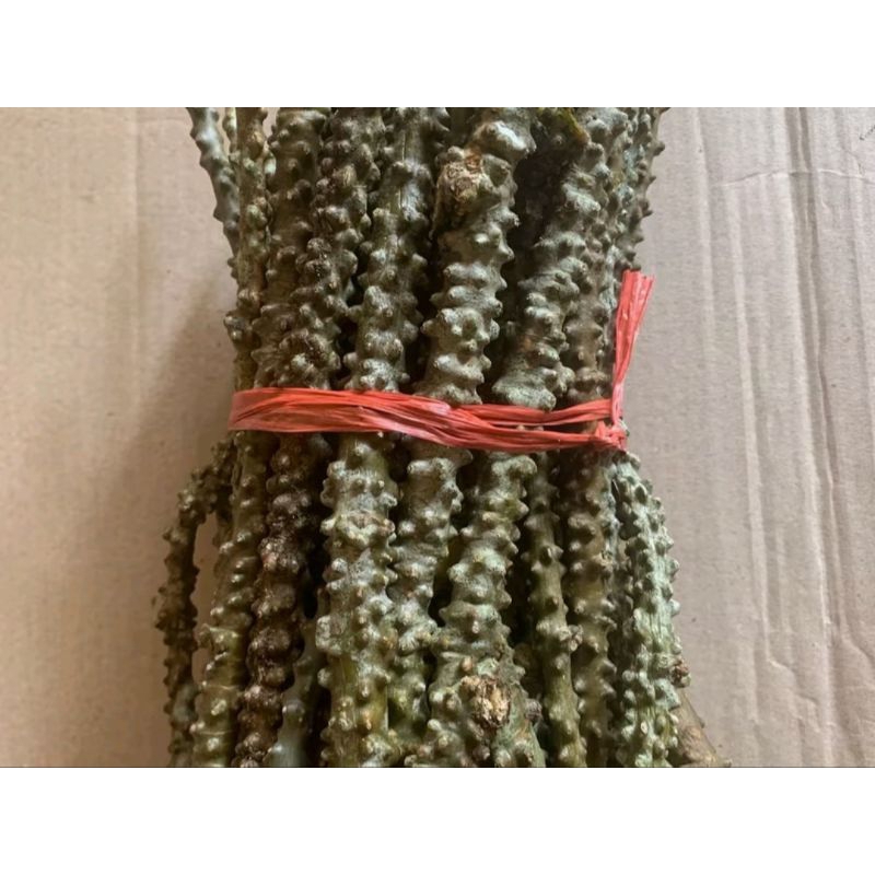 

Bratawali segar per 500 gram termurah