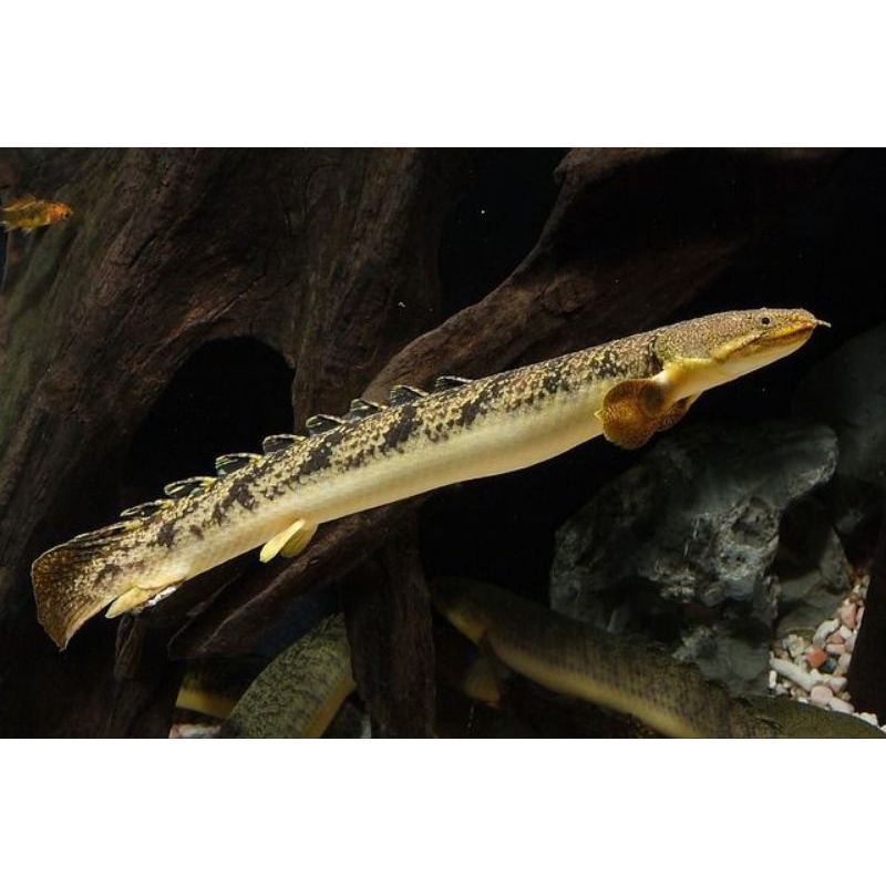 

IKAN PALMAS ENDLYCHERY