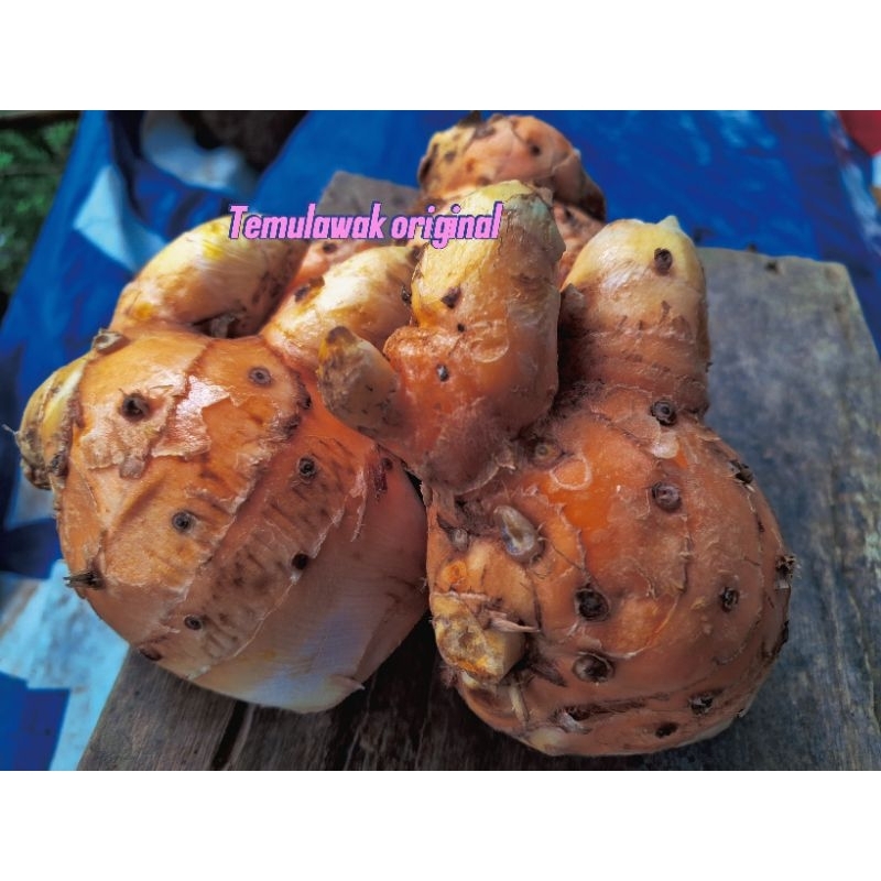 

Temulawak asli/empon empon