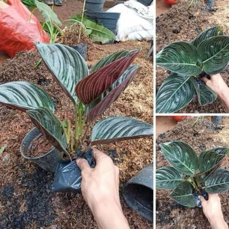 Aglonema rotundum Aceh Jumbo + Pot 1 / dewasa Tanaman hias aglonema ROTUNDUM ACEH JUMBO daun jumbo