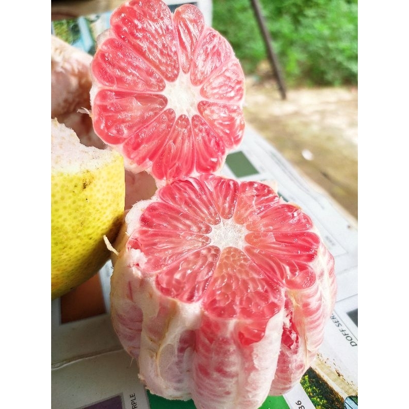 

pamelo merah