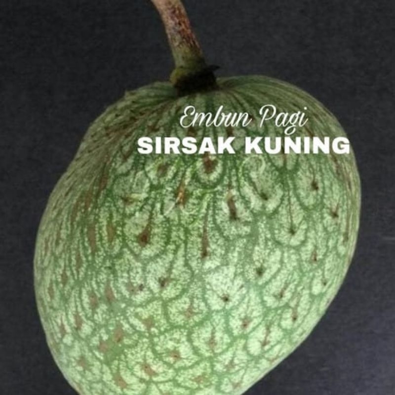 BENIH SIRSAK KUNING MADU 100BIJI