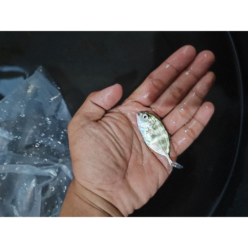 ikan gt giant traveli fresh water sudah air tawar size 6-7