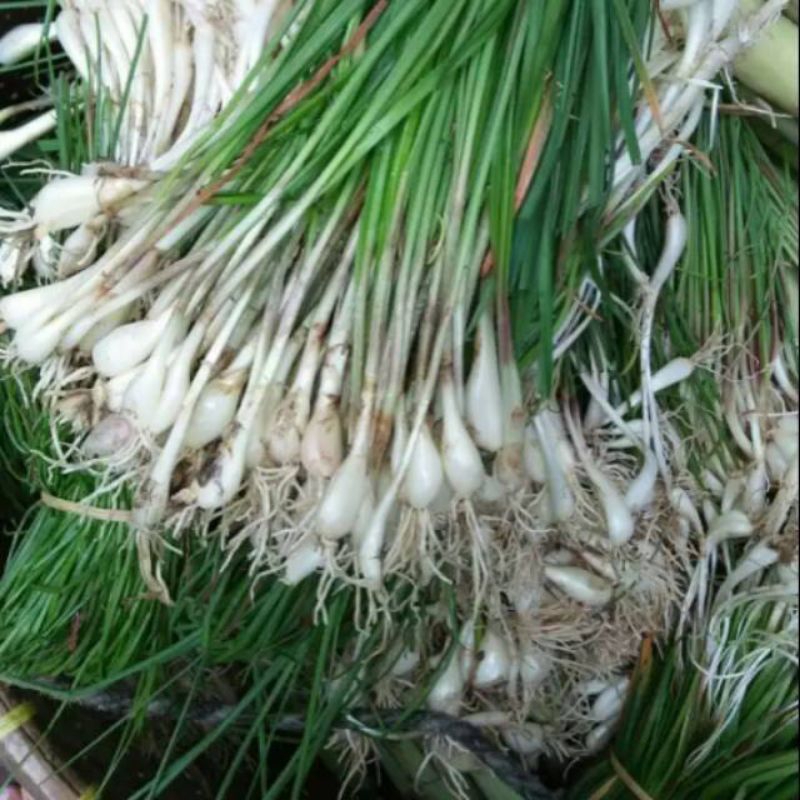 

Bawang kuncai 100gr