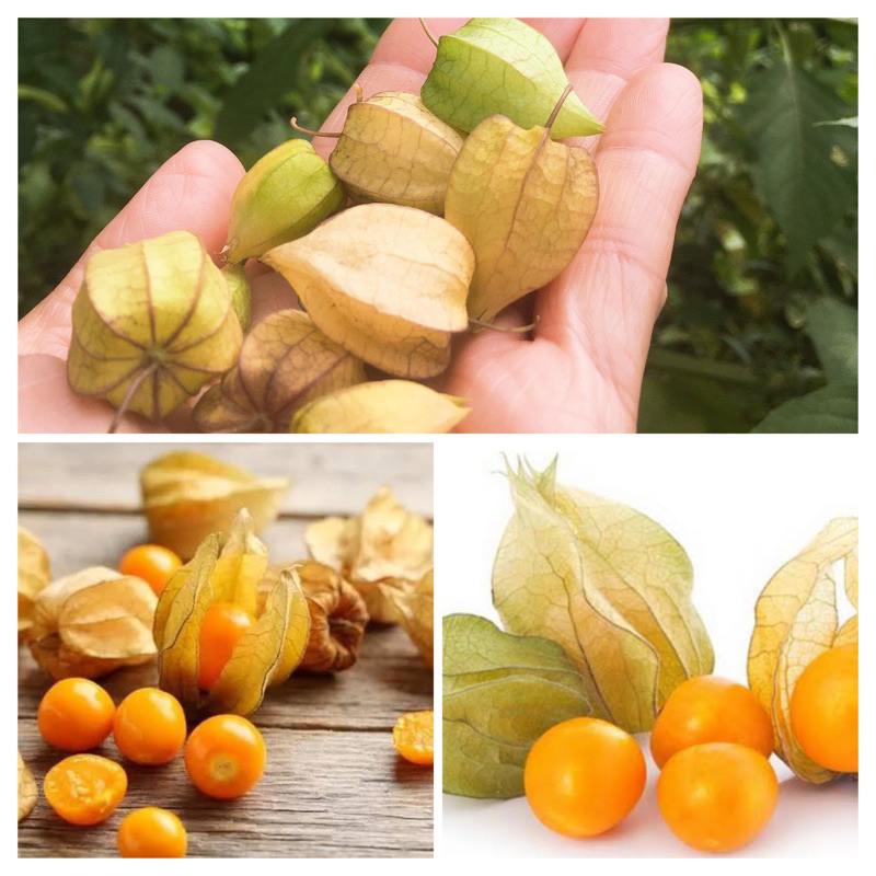 

ciplukan Cecenet Cecendet Golden Berry 100 gram