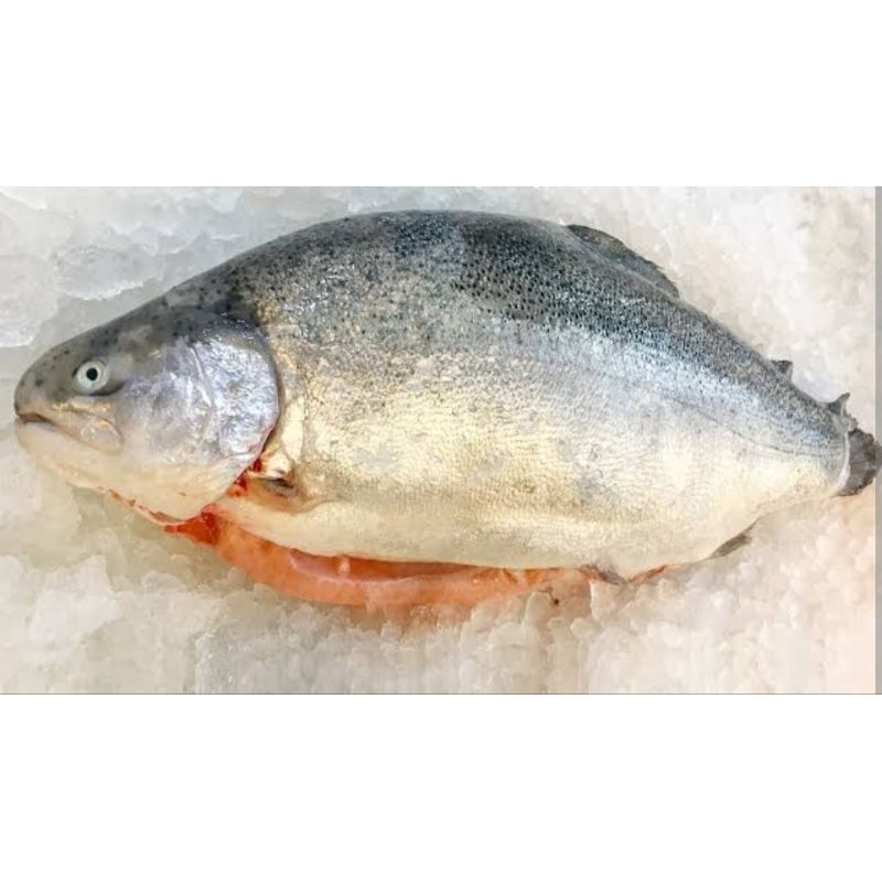 

Salmon Fresh Trout size 3 sampai 4 kg/ Salmon Trout Segar/Ekor