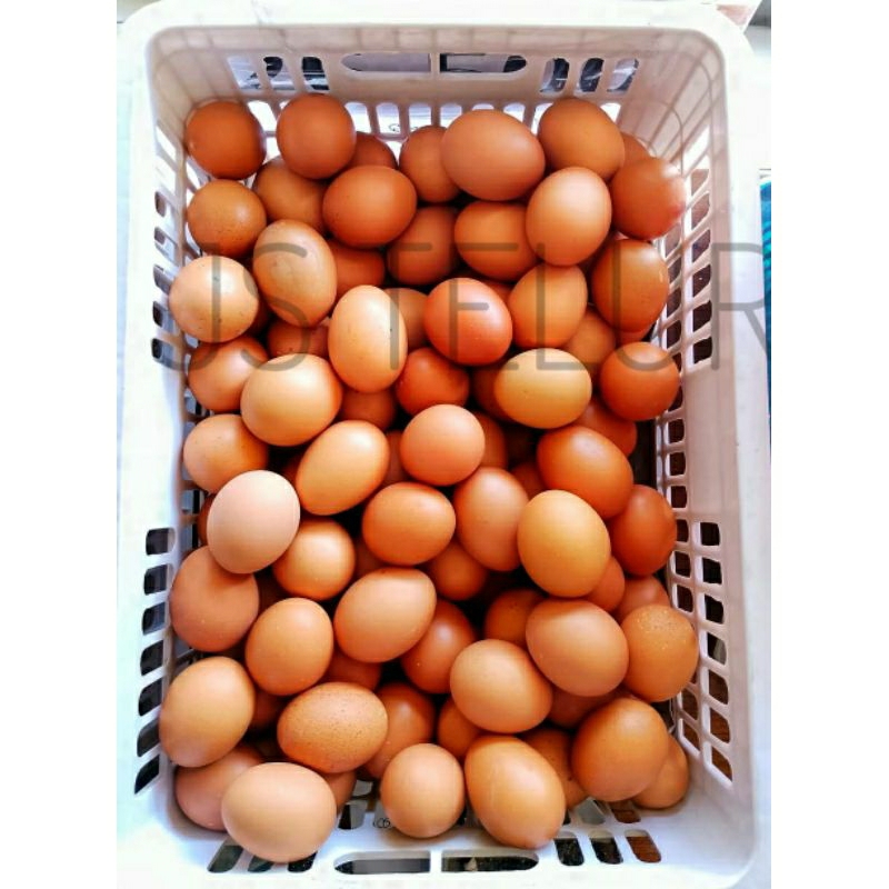 

Telur ayam negeri 250gram, 500gram, 1000gram selalu fresh - instan