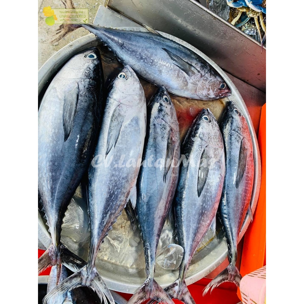 Ikan Baby Tuna Segar Baby Tuna Utuh 1Kg