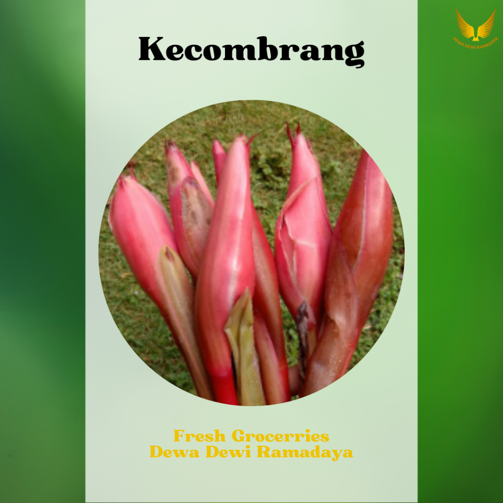 

Kecombrang Organik Dewa Dewi Rama Daya