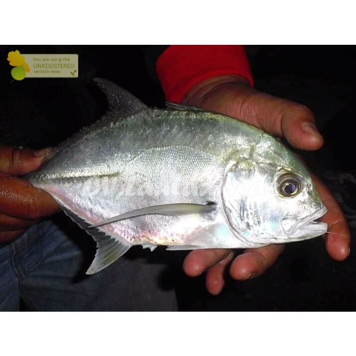 

Ikan Kuwe Segar Ikan Kue Gepeng 1Kg