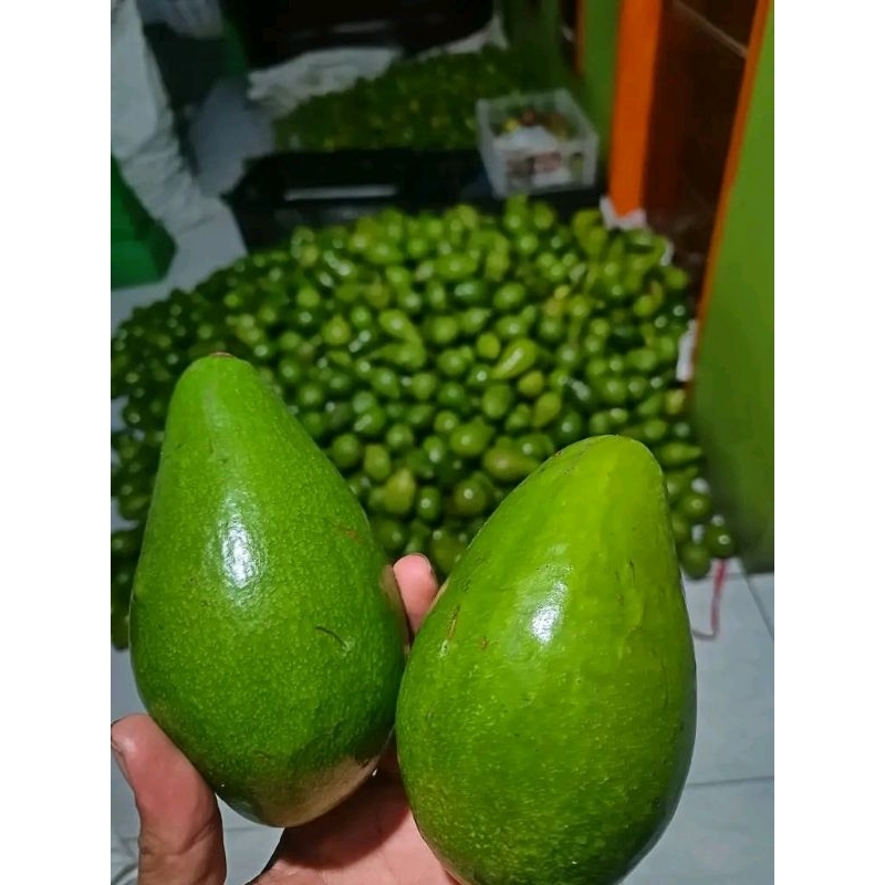 

ALPUKAT MENTEGA 1KG ISI 345