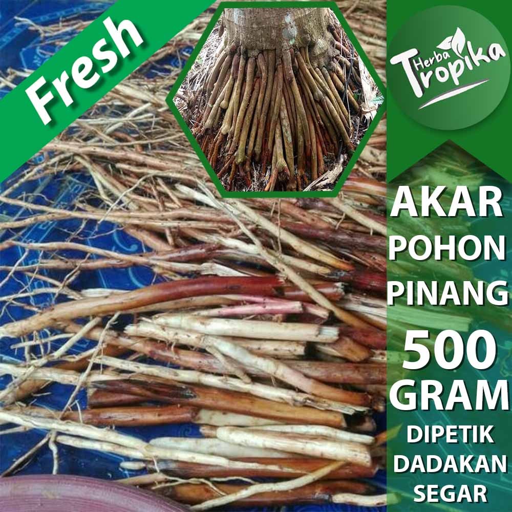 

Akar Pohon Pinang Jambe Segar 500 gram herbal alami toko herba tropika