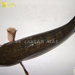 

Ikan Gabus Hidup Ikan Gabus Segar 1Kg