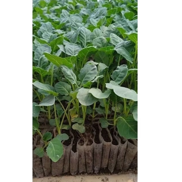 

Putri_Garden & Sayur_Segar 1pcs Bibit Brokoli hijau siap tanam