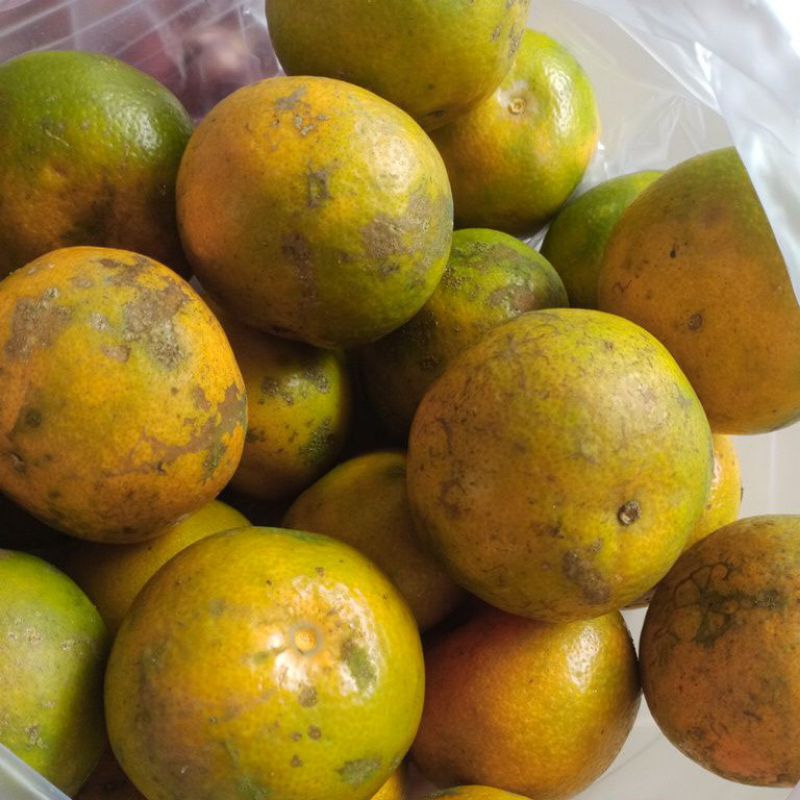 

jeruk medan pisang barangan
