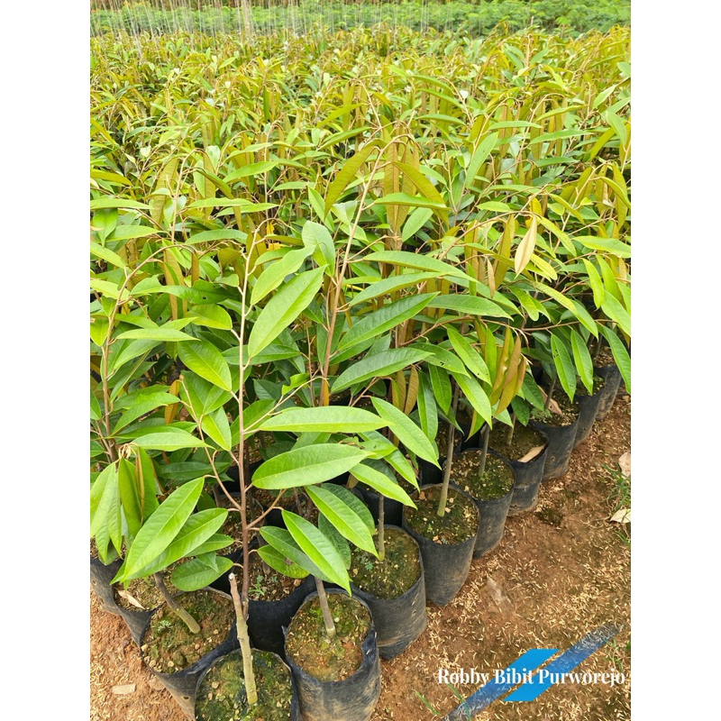Bibit Durian 100rb Dapat 5