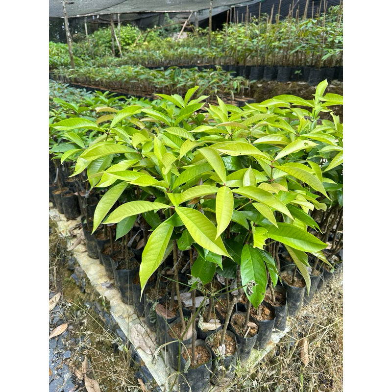 BIBIT JAMBU JAMAIKA