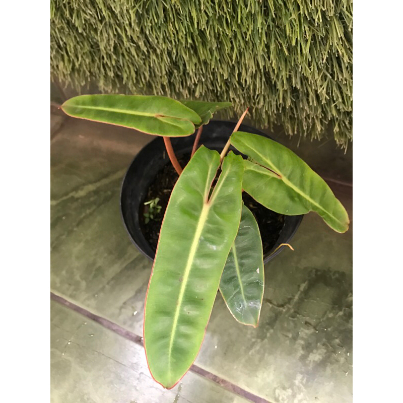 philodendron kabel busi