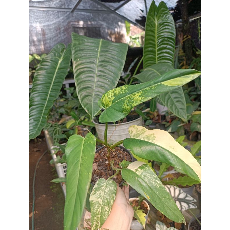 Philodendron Domesticum Varigata