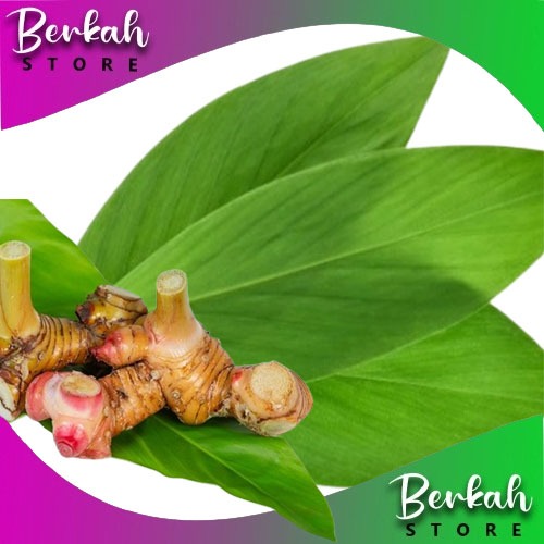 

Daun lengkuas segar 500 gram fresh dipetik dadakan