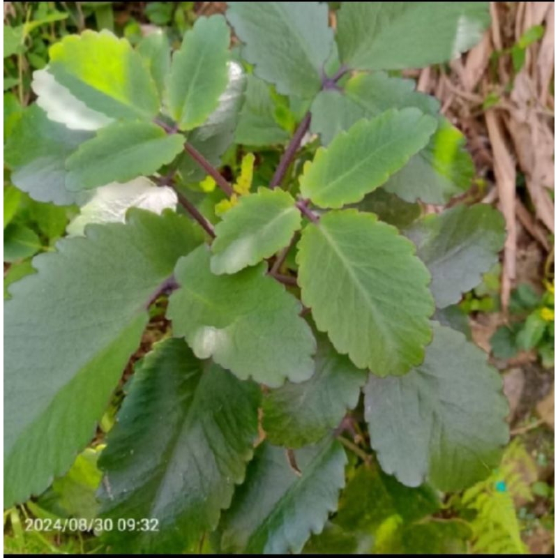 

Buntiris,daun buntirs 500gr