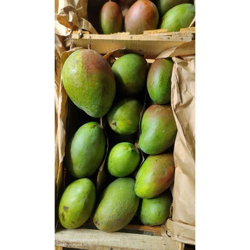 

Mangga Muda Brazil