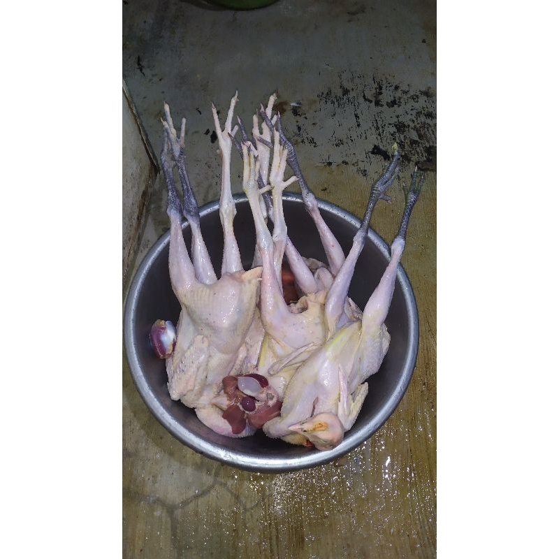 

Ayam Kampung Fres 0,7-0,8 Ons (Bobot Hidup)
