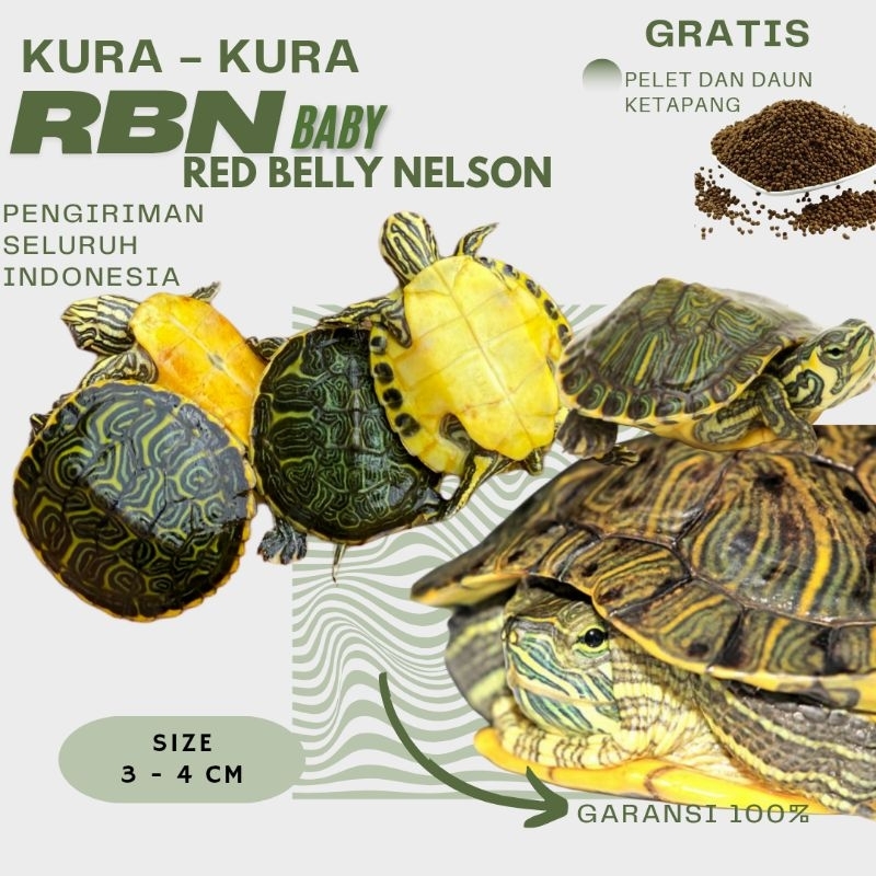 IINGUAN F / BRAZIL RBN BABY Red belly NELSONI SEHAT