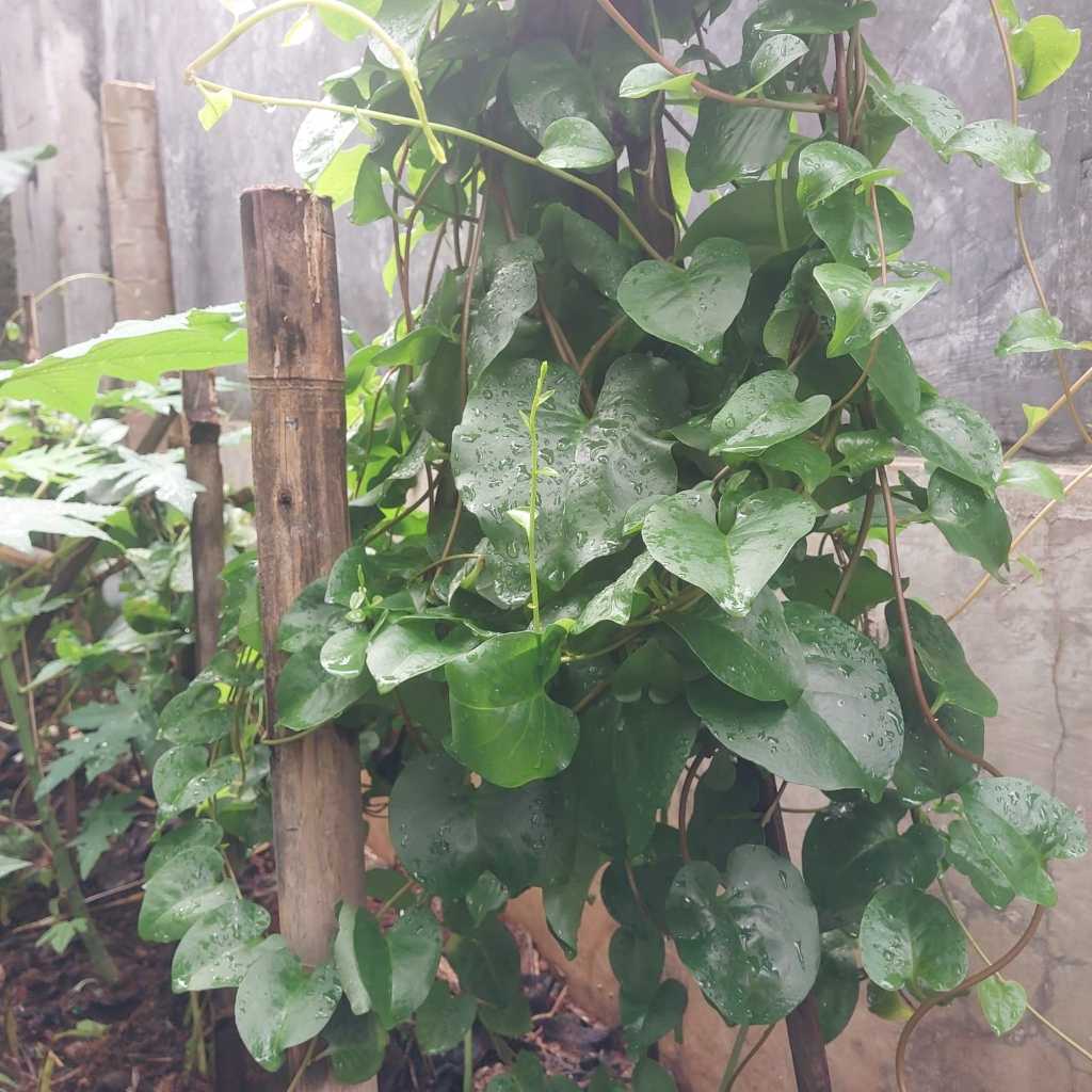 

Daun Binahong Segar Fresh 100gr - Herbal Asam Urat / Diabetes / Anemia / Maag