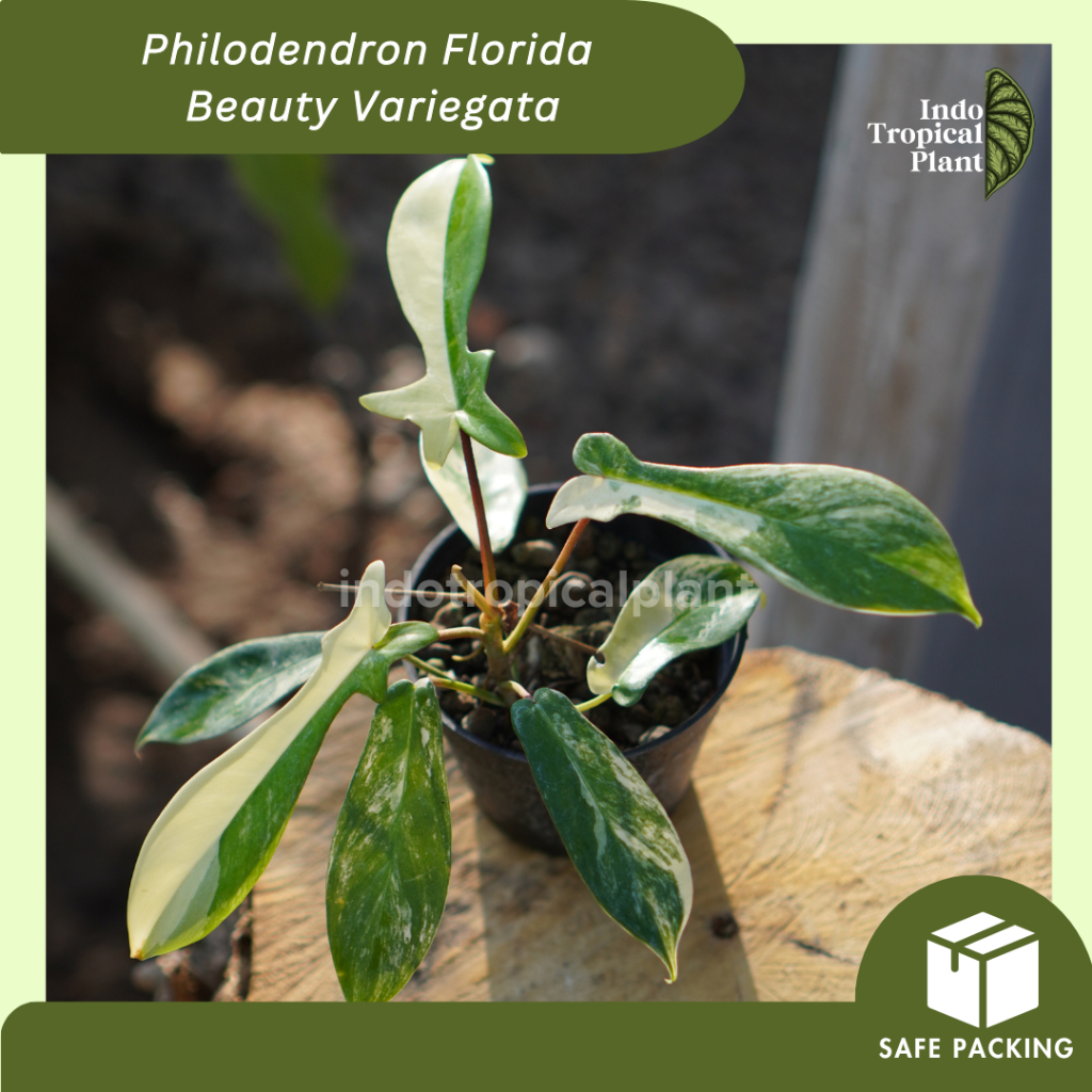 Tanaman hias Philodendron 'Florida Beauty' Variegata