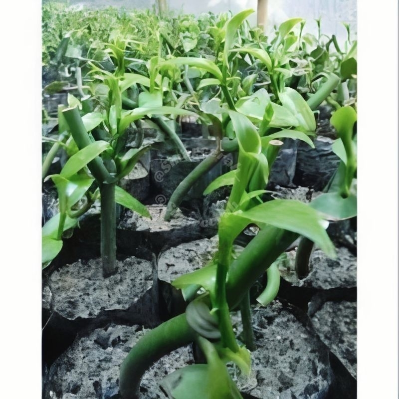 Bibit stek vanili planifolia super unggul