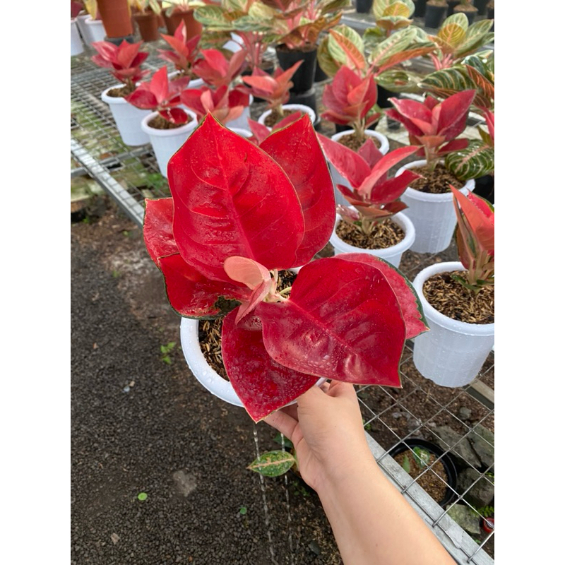Aglaonema Suksom semi mangkok premium