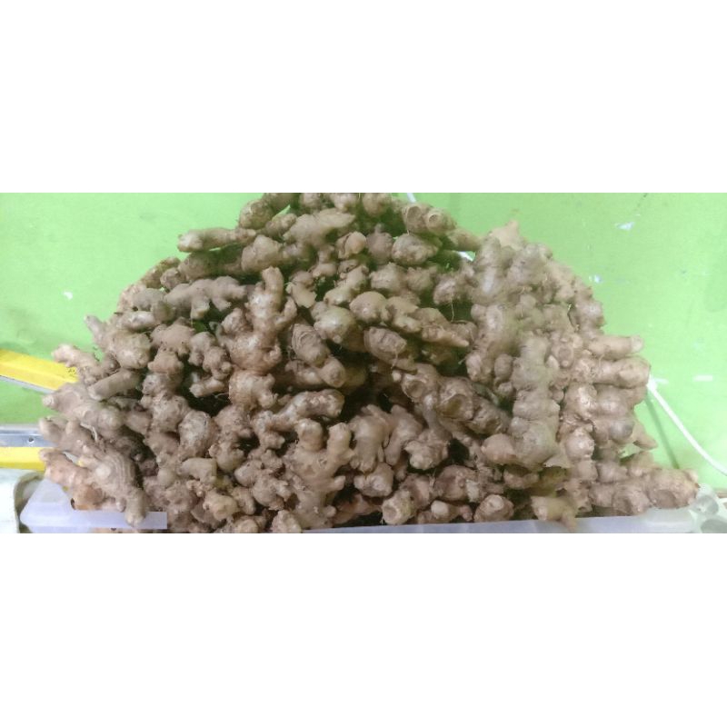 

jahe kecil / emprit kualitas segar super rimpang utuh sudah di cuci bersih 5kg
