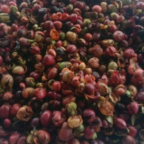 Kulit Kopi Lampung basah 1Kg #untukMedia Tanam