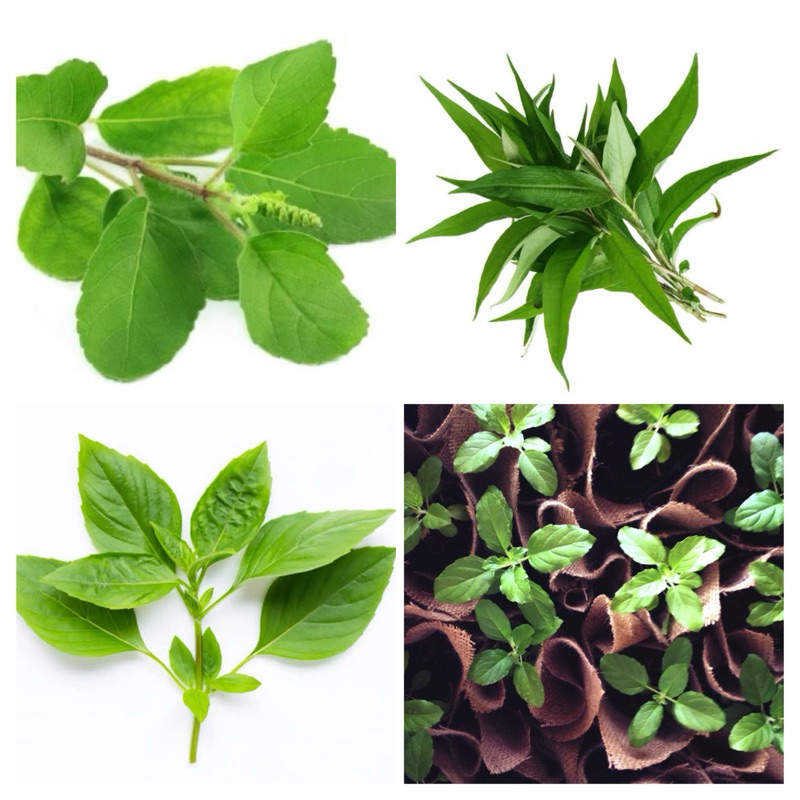 

Daun Kemangi Fresh | Daun Kesum Laksa | Daun Ruku-Ruku Holy Basil