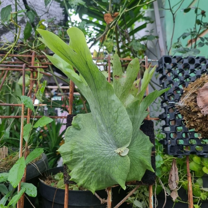 Platycerium Wandae (tanduk rusa/simbar papua) rawatan