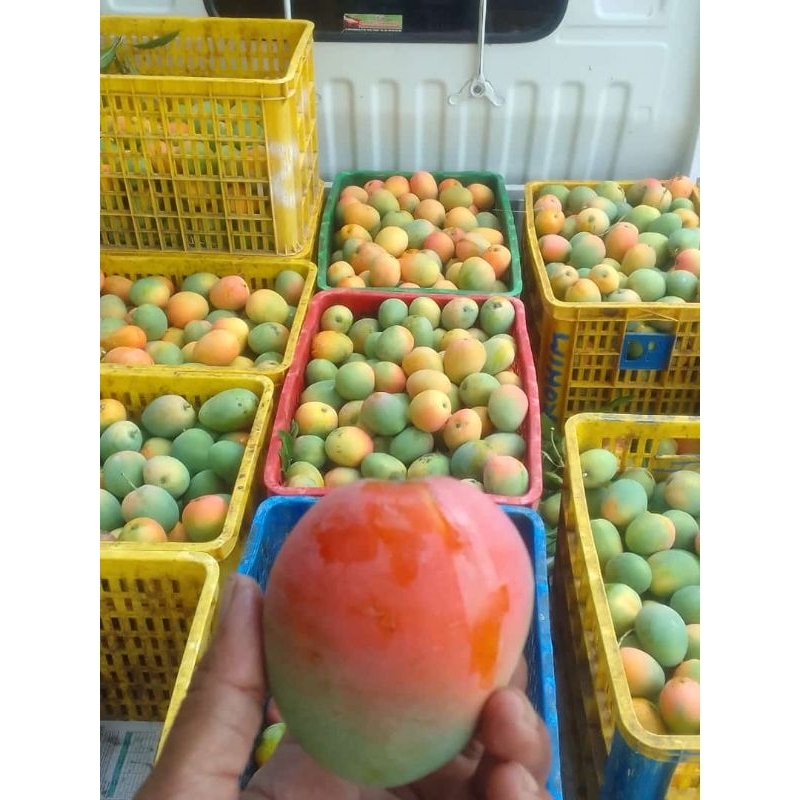 mangga gedong gincu fresh asli cirebon 1kg