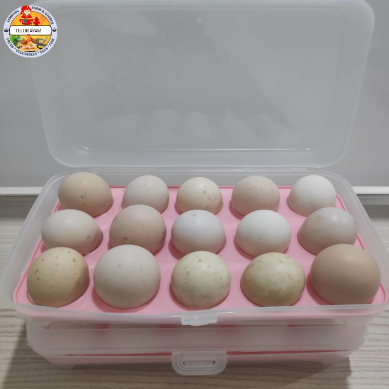 

TELUR AYAM KAMPUNG PETELUR FERTIL SIAP TETAS PAKET ISI 15 BUTIR