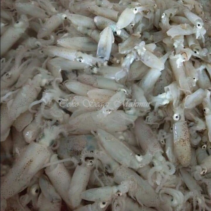 Baby Cumi 1Kg Baby Cumi Segar Seafood Cumi Cumi Segar