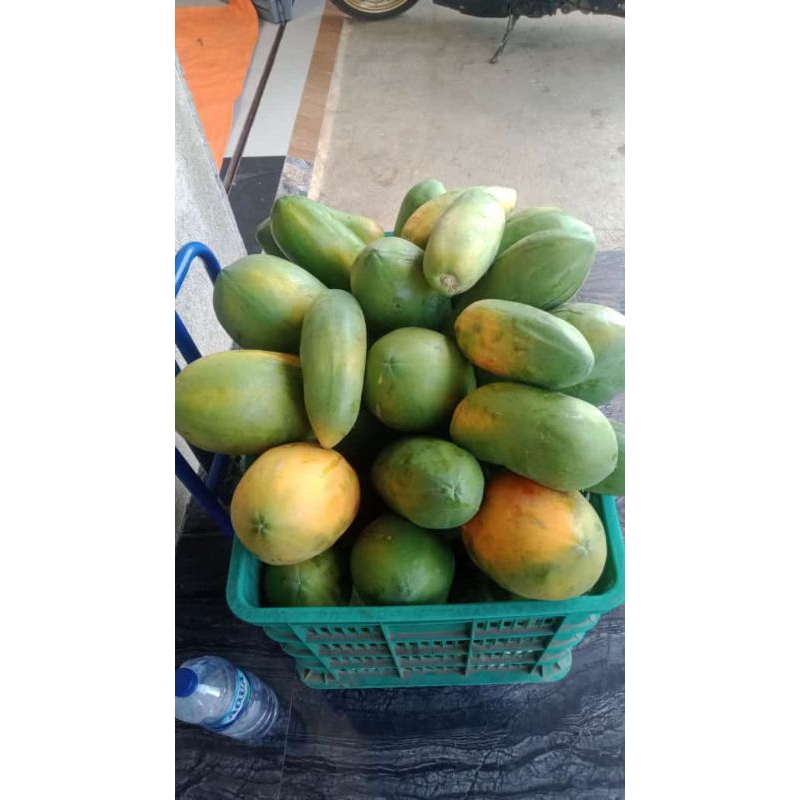 

pepaya California organik