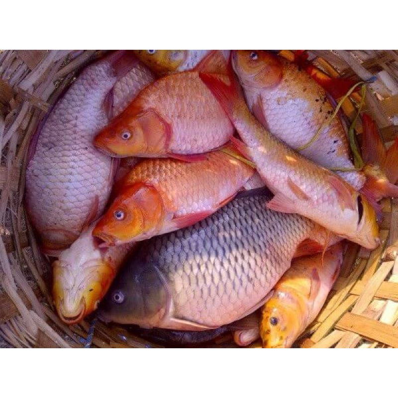 

IKAN MAS BERSIH SISIK DAN PERUT FRESH BEKU 500 GR