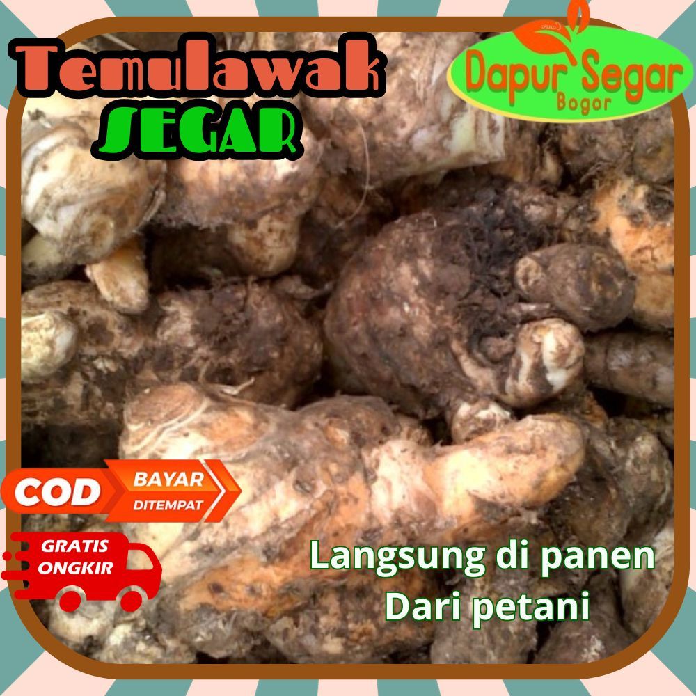 

Temulawak segar 250gr Temu Lawak asli original bibit kuning utuh obat lambung maagh sakit perut alami