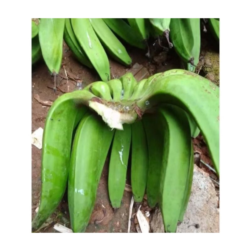 

pisang nangka mentah segar murah 1kg