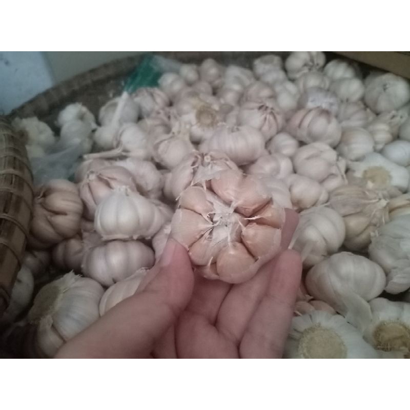 

*Spesial Cuan* Bawang Putih Besar dan Kering
