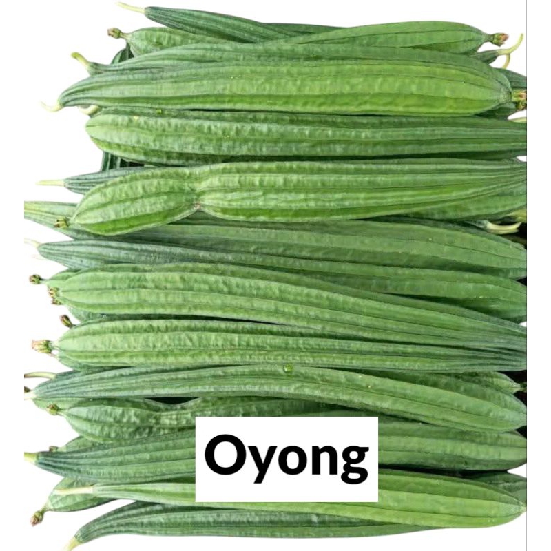 

Oyong / Gambas 500gram Muda dan Segar