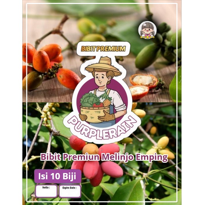 Bibit Premium Melinjo Emping|Tangkil| Benih Buah Melinjo|Biji Bibit Melinjo