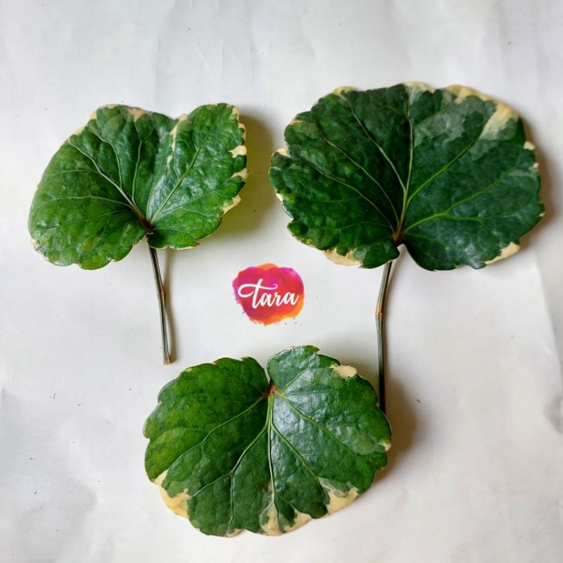 

Daun Mangkok Varigata Segar untuk Ecoprint.Fresh Polyscias leaves for Fabric Stamping, Painted Leaves, Herbal Tea.