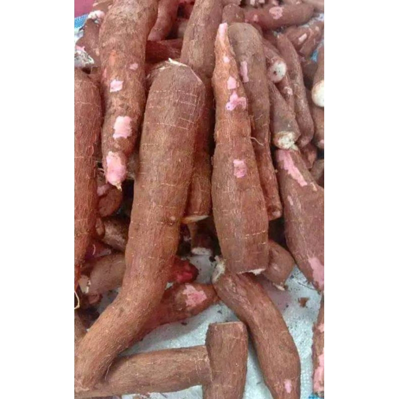 

INSTAN - SINGKONG / KETELA POHON 1KG