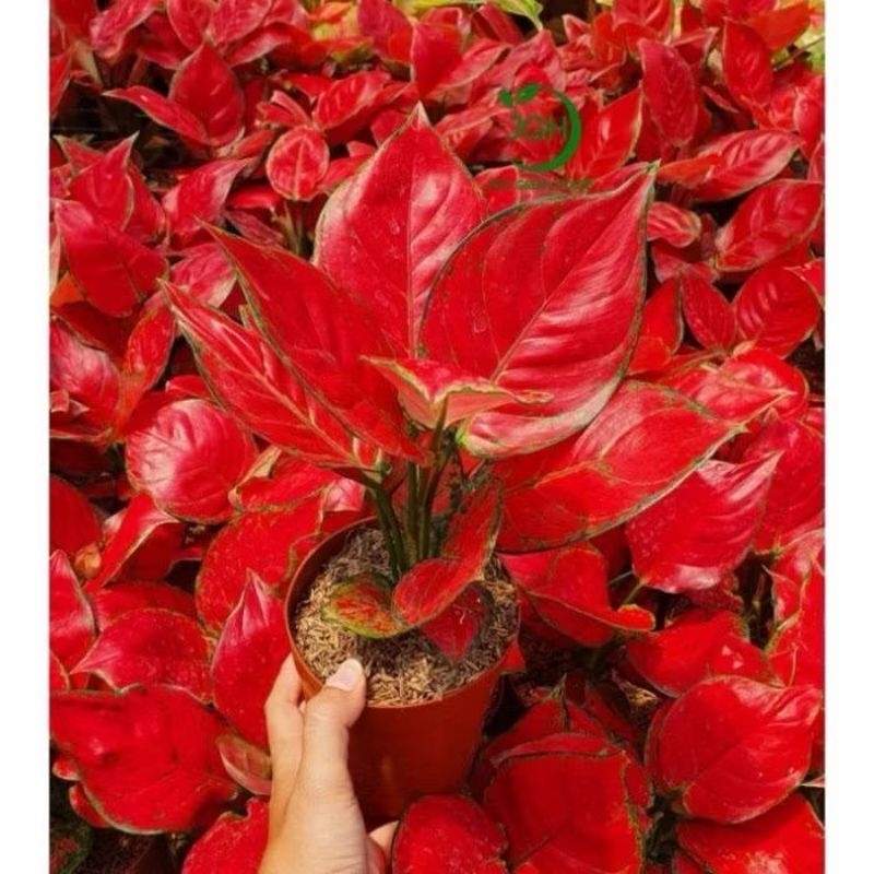 Tanaman Aglonema Red Anjani dewasa daun 7